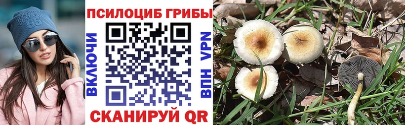 Псилоцибиновые грибы Psilocybine cubensis купить цена Донской